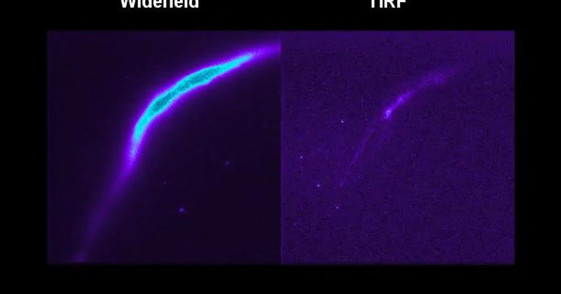 2 Multiplex Calcium Imaging
